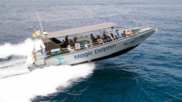 Delfin-es-balnales-Fuerteventura-deli-reszen-1