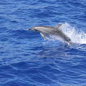 Delfin és bálnales (Közép – Fuerteventura)