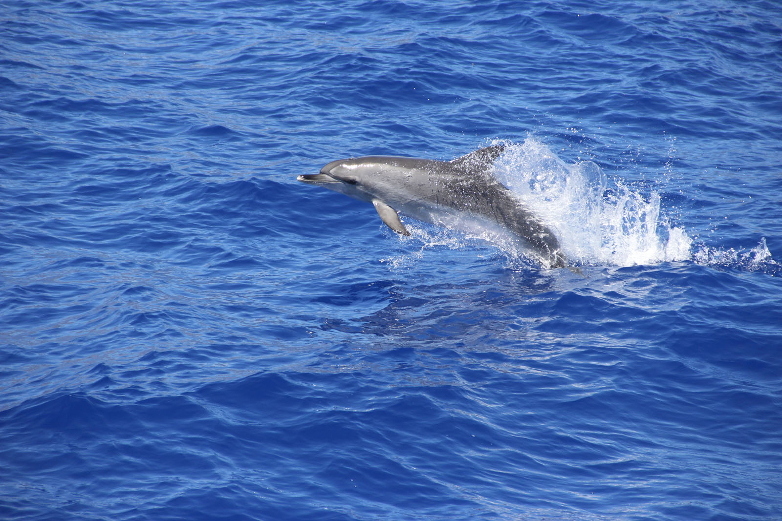 Delfin-és-bálnales-Közép-Fuerteventura-3
