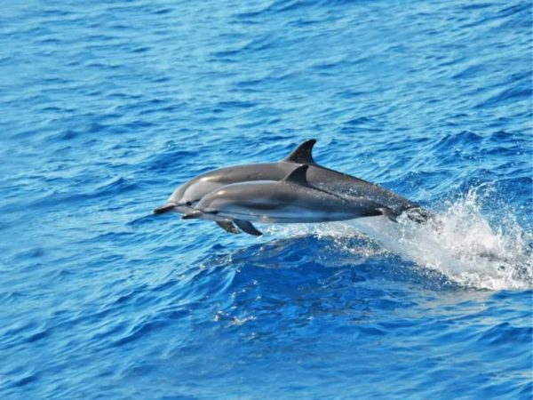 Delfin-és-bálnales-Közép-Fuerteventura-6