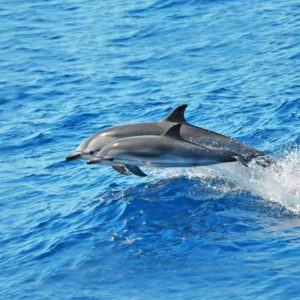 Delfin-és-bálnales-Közép-Fuerteventura-6