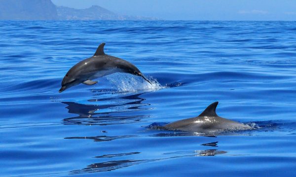 Delfin-és-bálnales-Közép-Fuerteventura-7