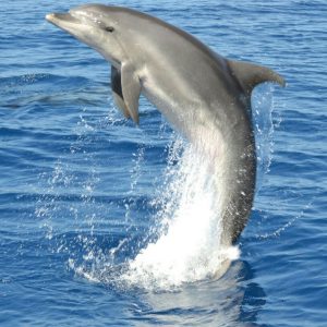 Motorcsónakos delfin és bálnales Fuerteventura déli részén