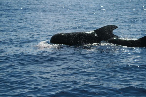 MOTORCSONAKOS-DELFIN-ES-BALNALES-FUERTEVENTURA-DELI-RESZEN-BLACK-CORAL-6