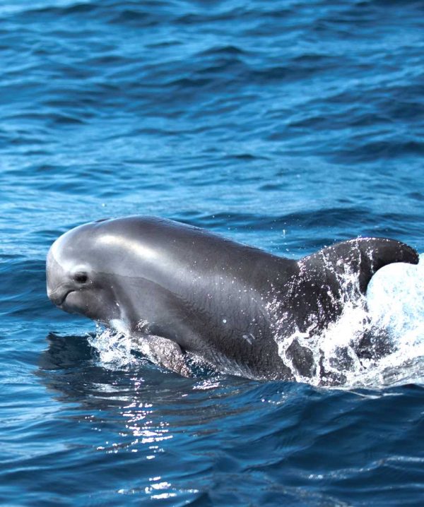 Tenerife-Hajókirándulás-bálnales-üvegfenekű-hajóval-12