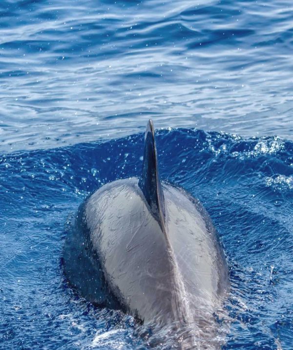 Tenerife-Hajókirándulás-bálnales-üvegfenekű-hajóval-13